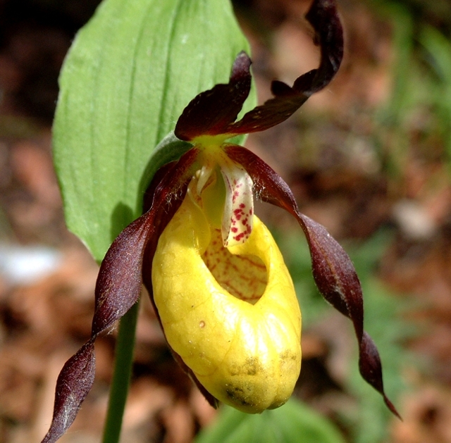 Cypripedium calceolus / Scarpetta di Venere